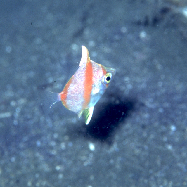 Antigonia rubescens